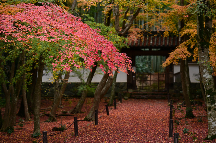 お写ん歩: Nikon NIKKOR Z 50mm f/1.8 Sアーカイブ